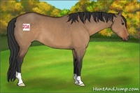 Horse Color:Brown Dun