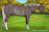 Horse Color:Silver Black Rabicano 