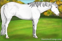 Horse Color:Silver Black Chinchilla Sabino Rabicano 