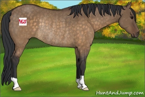 Horse Color:Brown Dun Rabicano
