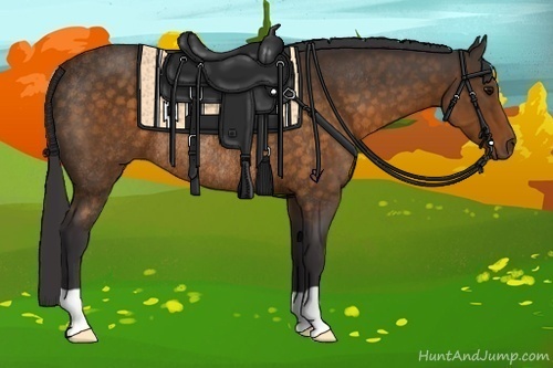 Horse Color:Buckskin Rabicano 