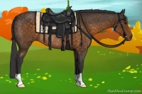 Horse Color:Buckskin Rabicano 