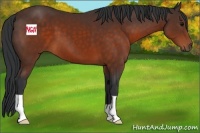 Horse Color:Brown 