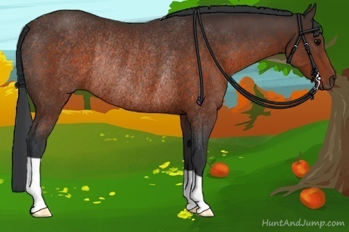 Horse Color:Brown Rabicano 