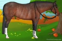 Horse Color:Brown Rabicano 