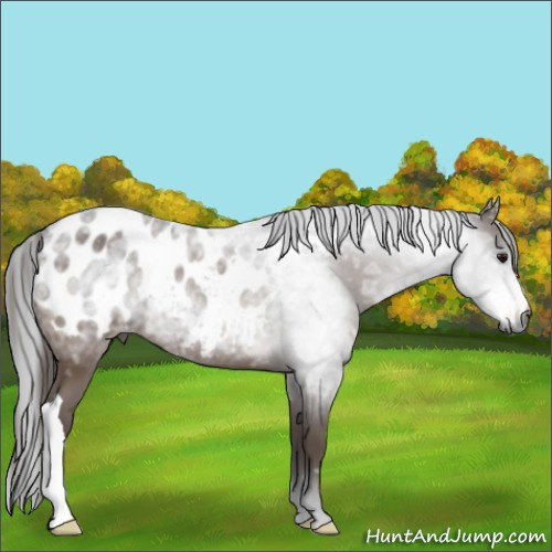 Horse Color:Gray Bay Ice Appaloosa 