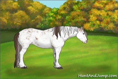 Horse Color:Liver Red Dun Sabino 