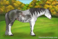 Horse Color:Liver Chestnut Sabino