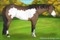 Horse Color:Buckskin Frame 