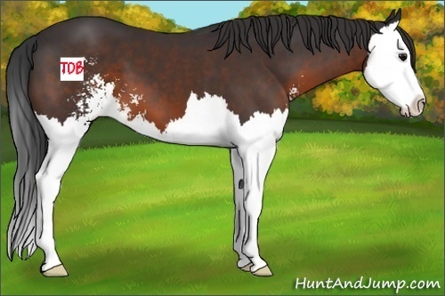 Horse Color:Brown Sabino Splash