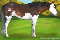 Horse Color:Brown Sabino Splash