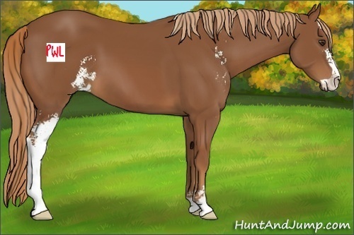 Horse Color:Chestnut Sabino