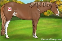 Horse Color:Chestnut Sabino