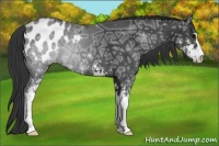 Horse Color:Black Ice Sabino Appaloosa