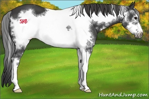 Horse Color:White Spotted Smoky Black Sabino Frame