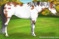 Horse Color:White Spotted Bay Sabino Frame