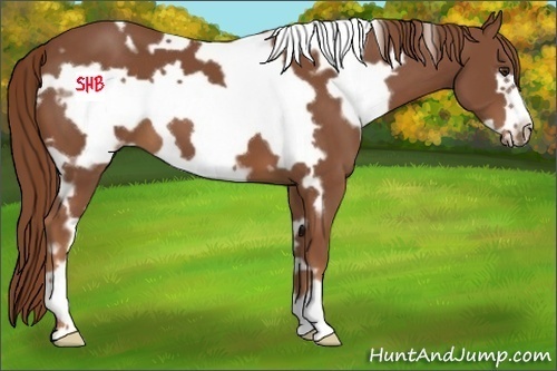 Horse Color:White Spotted Chestnut Frame 