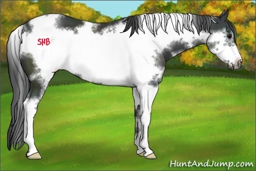 Horse Color:White Spotted Black Sabino Frame 