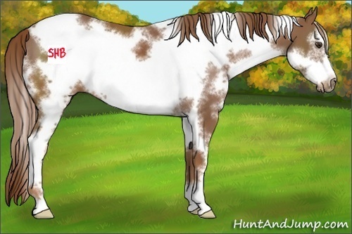 Horse Color:White Spotted Chestnut Sabino Frame