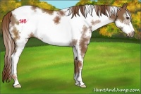 Horse Color:White Spotted Chestnut Sabino Frame 