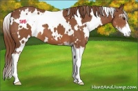 Horse Color:White Spotted Chestnut Sabino
