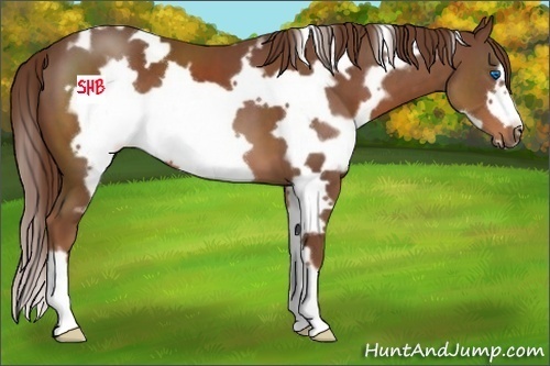 Horse Color:White Spotted Chestnut Frame