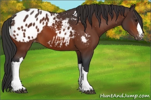 Horse Color:Bay Appaloosa