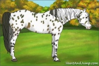 Horse Color:Buckskin Frame Appaloosa