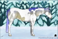 Horse Color:Watercolor Bay Sabino Splash Tobiano