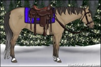 Horse Color:Buckskin Dun 