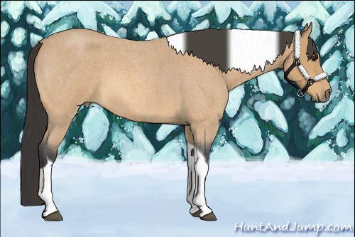 Horse Color:Buckskin Roan Tobiano