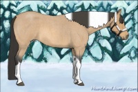 Horse Color:Buckskin Roan Tobiano