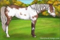 Horse Color:Silver Bay Frame 