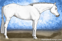 Horse Color:Gray White Spotted Bay Frame Appaloosa 