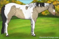 Horse Color:Buckskin Dun Tobiano