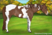 Horse Color:Chestnut Tobiano Frame Rabicano