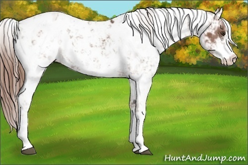 Horse Color:Chestnut Sabino Appaloosa 