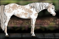 Horse Color:Palomino Ice Sabino Rabicano 