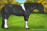 Horse Color:Black Tobiano Rabicano 