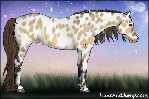 Horse Color:Buckskin Dun Appaloosa 
