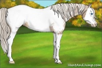 Horse Color:Palomino Sabino Splash Snowcap