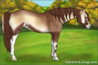 Horse Color:Red Onyx Sabino 