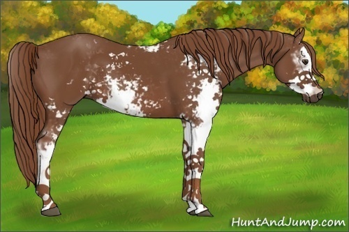 Horse Color:Chestnut Sabino