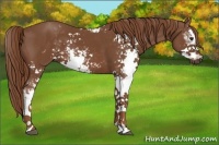Horse Color:Chestnut Sabino
