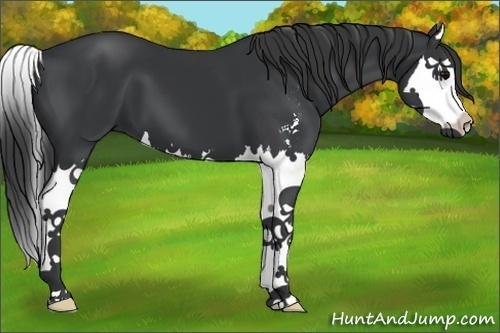 Horse Color:Black Sabino Splash 