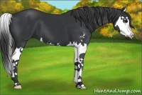 Horse Color:Black Sabino Splash