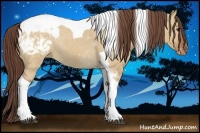 Horse Color:Bay Dun Tobiano Appaloosa Rabicano