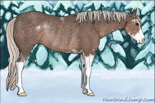 Horse Color:Silver Black Sabino Rabicano 