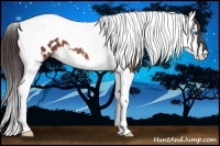 Horse Color:Bay Roan Splash Tobiano Appaloosa 