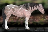 Horse Color:Brown Ice Sabino Tobiano